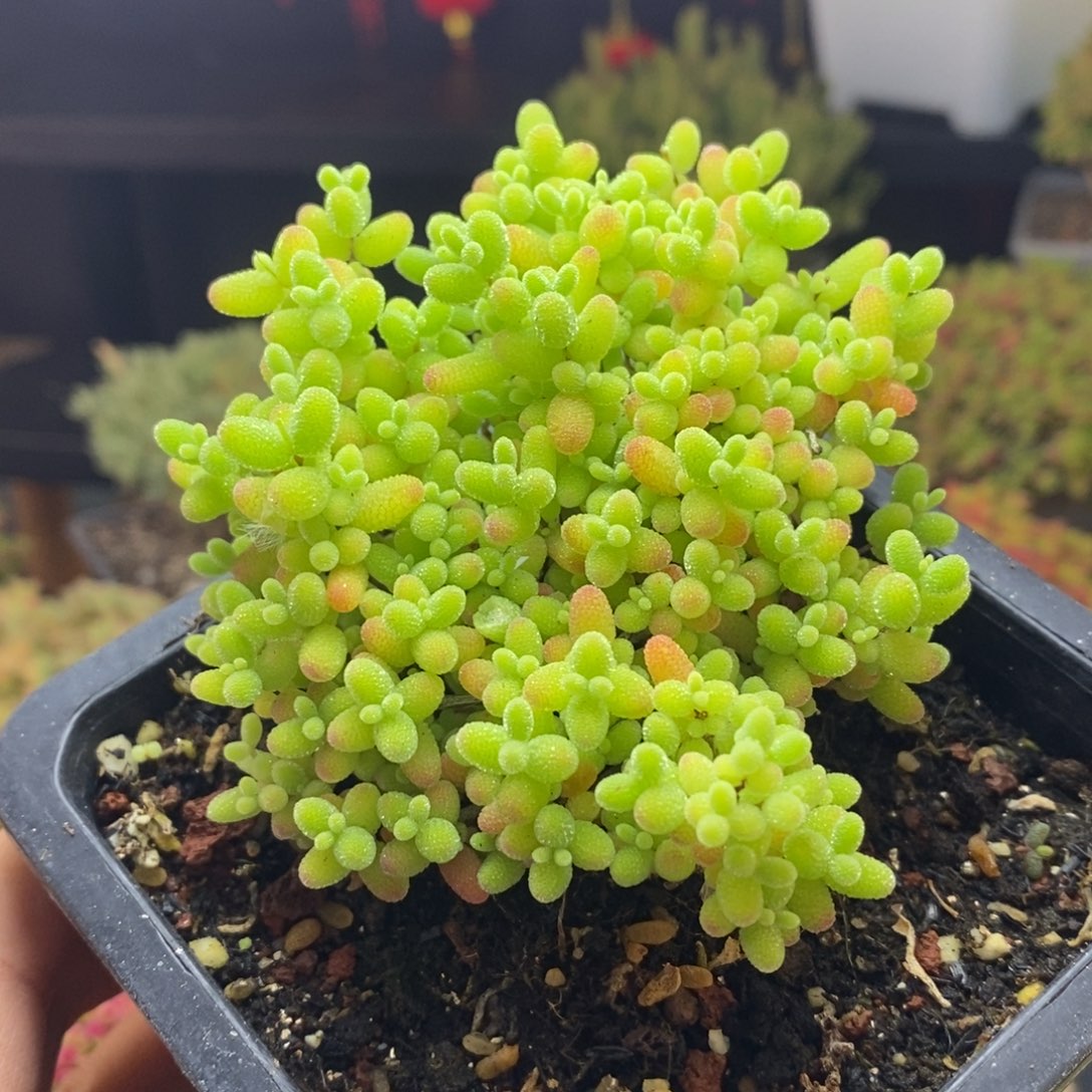 933号蜜橘糖球枝干多肉