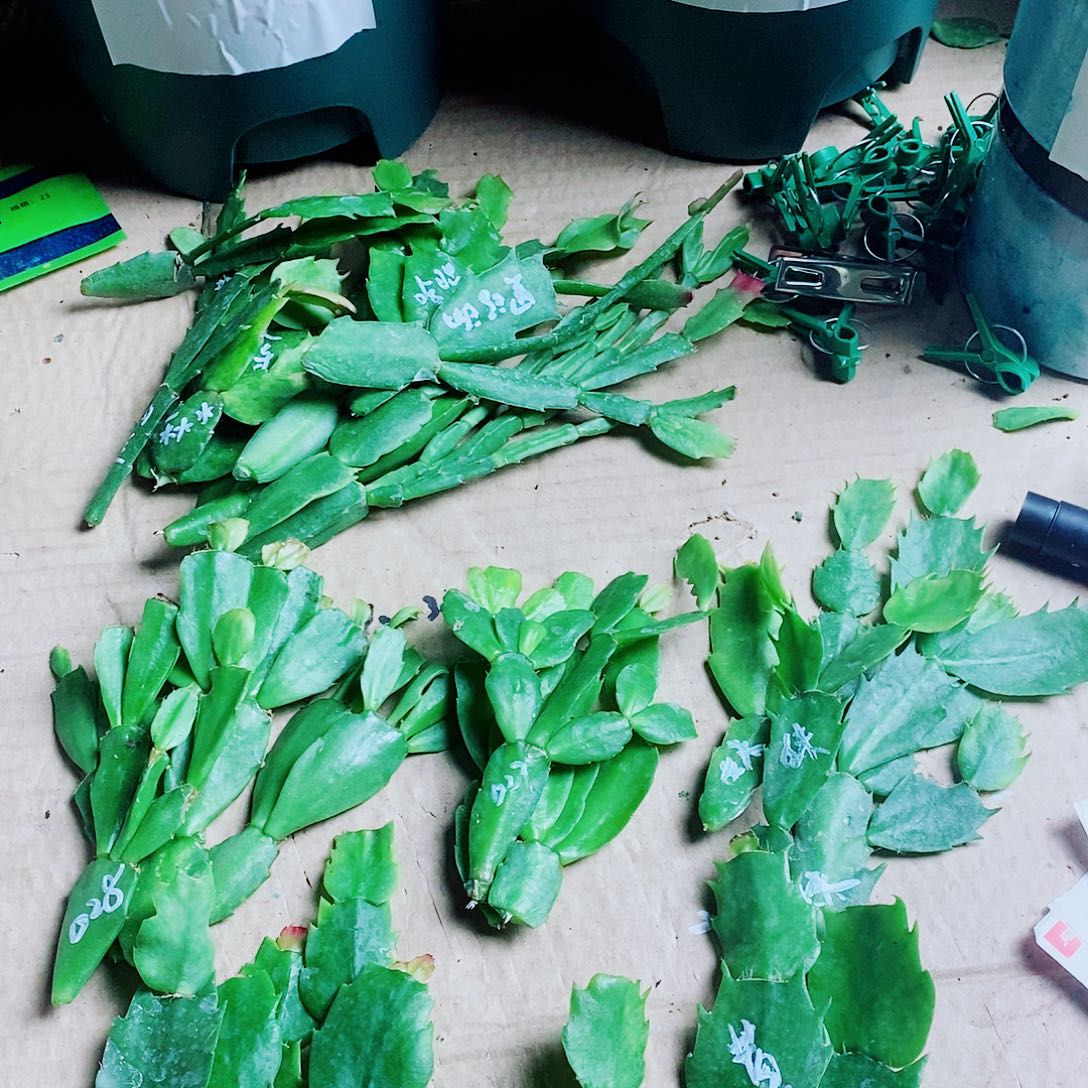 好***连无花朵叶片福利一物一拍
