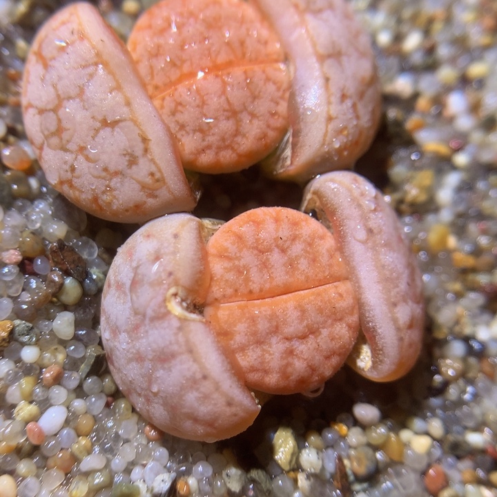 精品生石花215.528