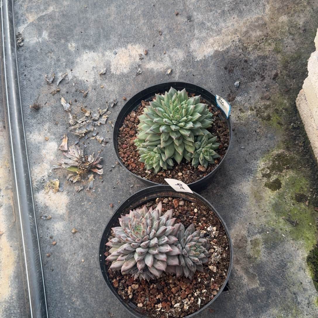 216幻影凡艺多肉///