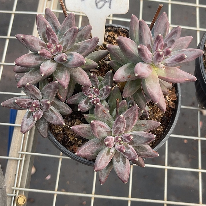 两单包邮，一物一拍64风羽