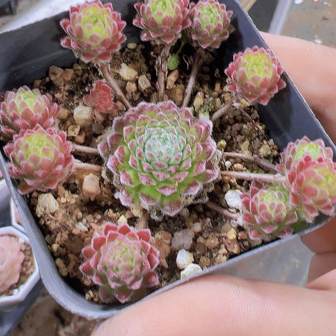 柔情19包邮多肉植物