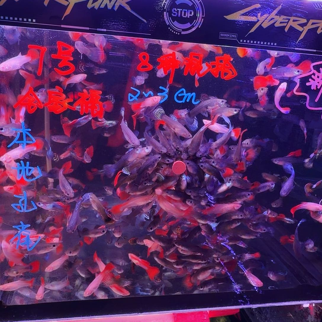 孔雀鱼全家福66条(55条送11条备损)