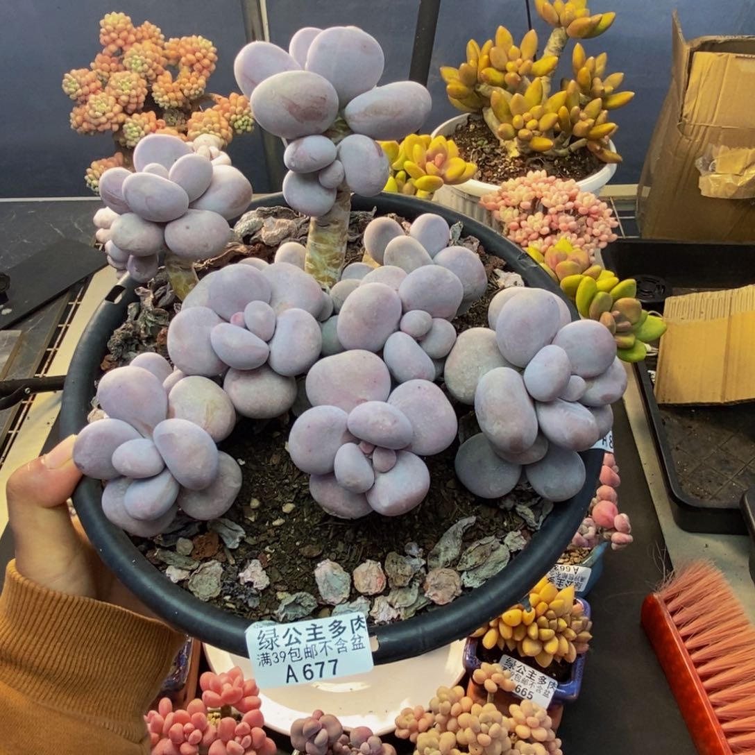 677芭比奶多肉15cm