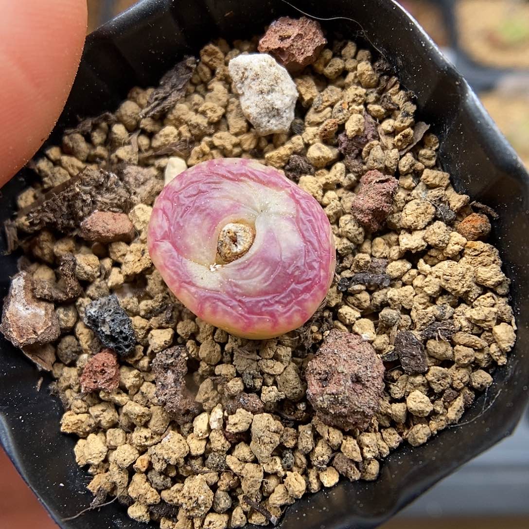 多肉植物K-2065（1.3）墨杂