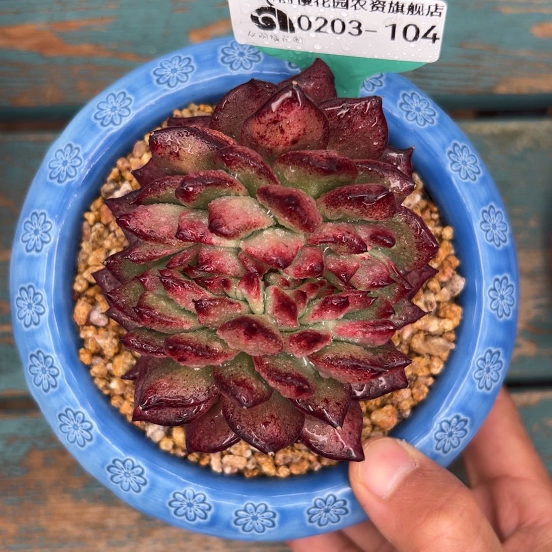 多肉一物一拍0203-104酒鲨