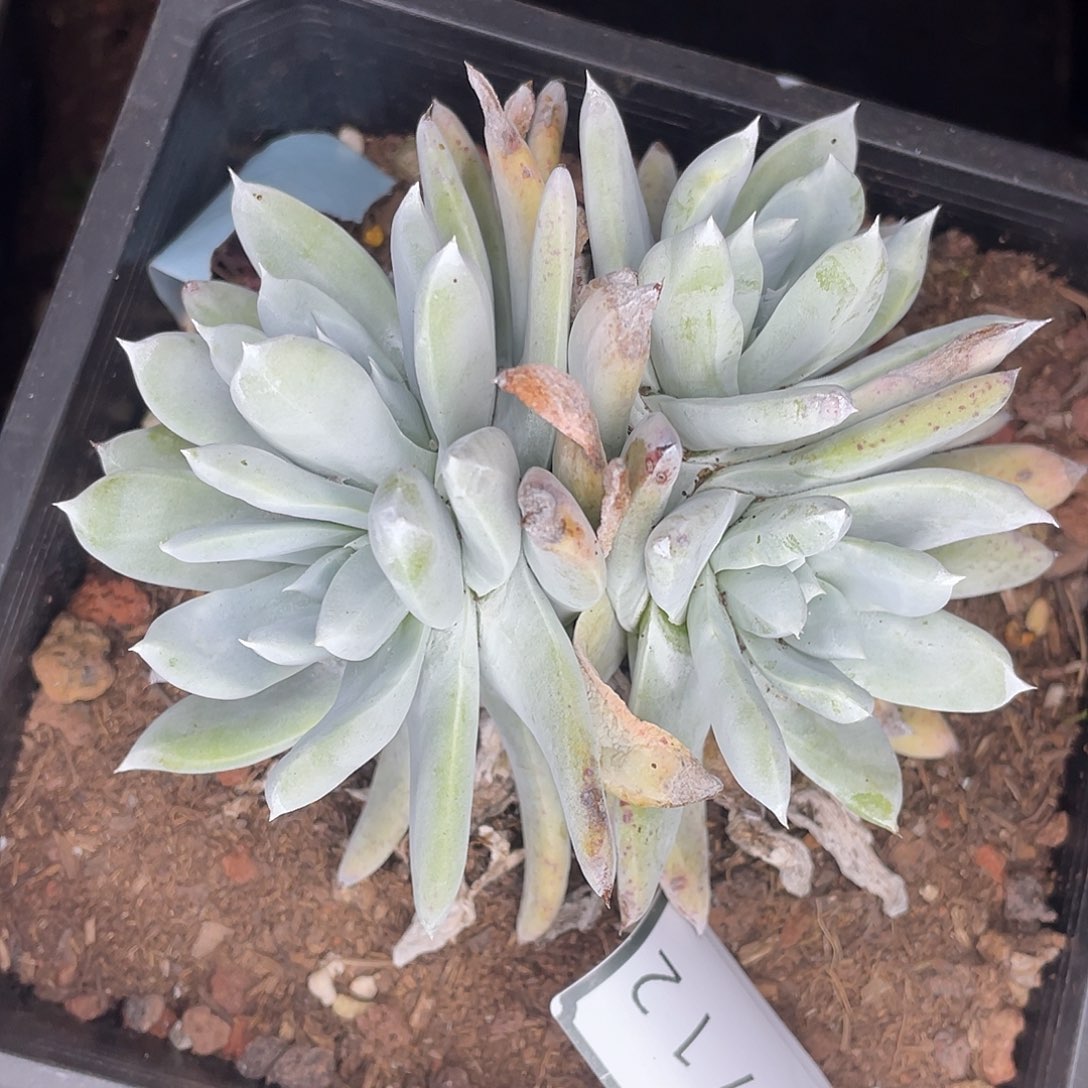 帕翠山多头群11712