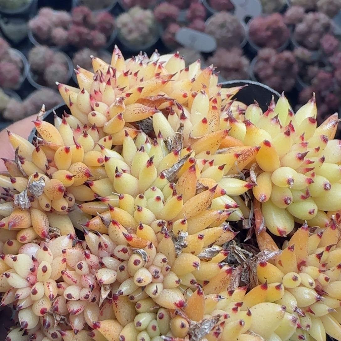 花语逸镜0226-588