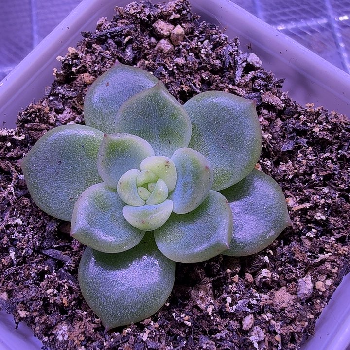 末思量叶插苗一物一拍