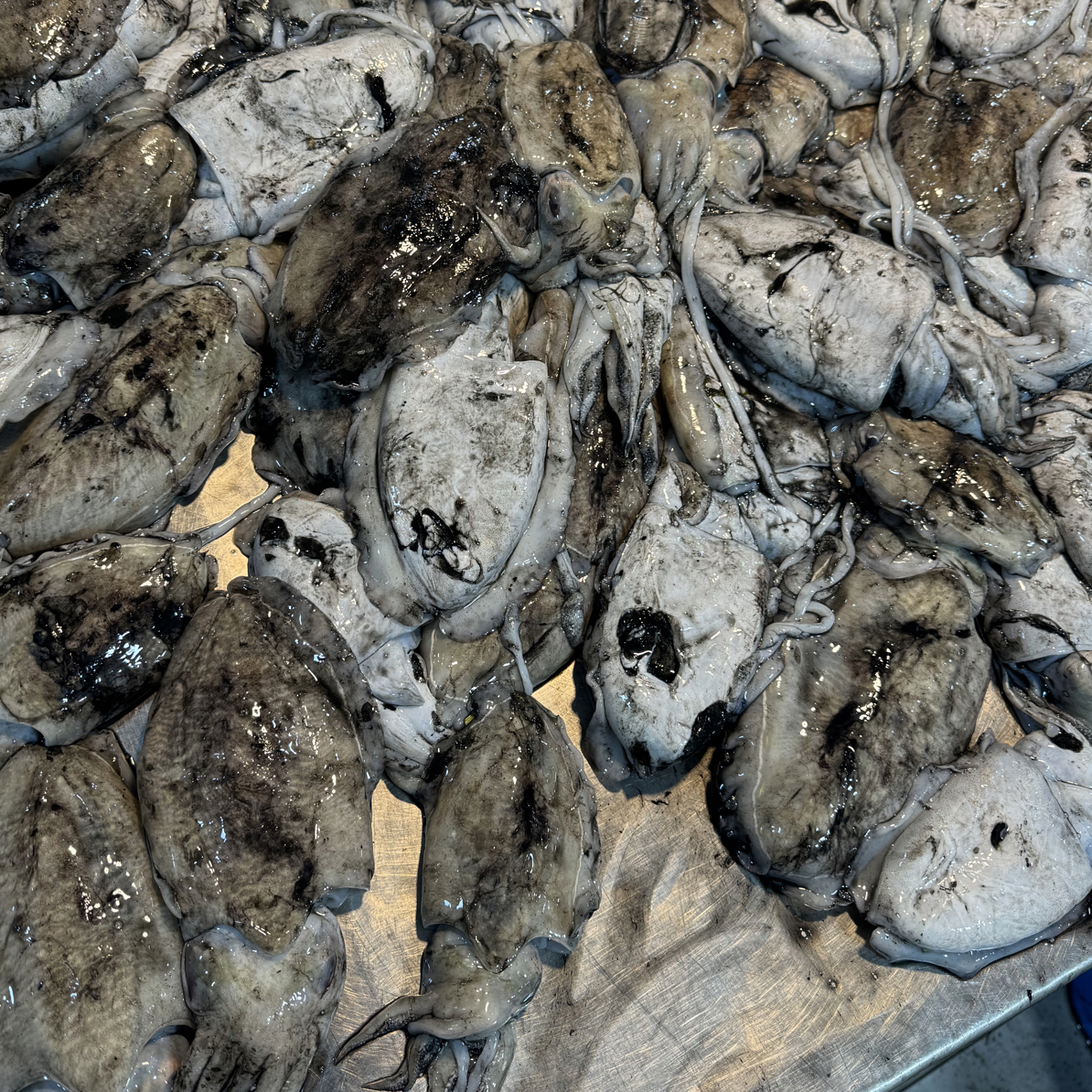 连云港海捕 墨鱼6斤