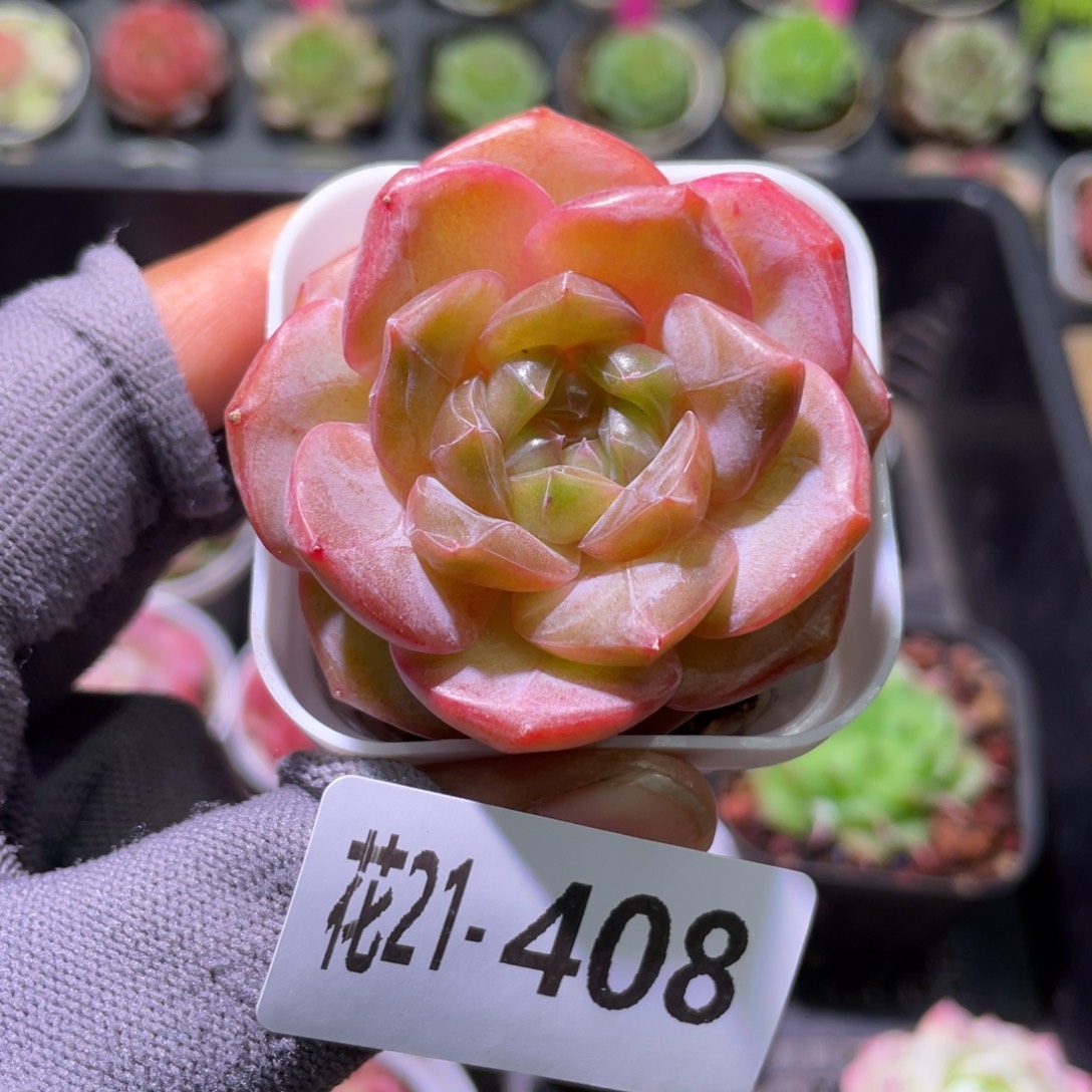 花利美21-408珍妮