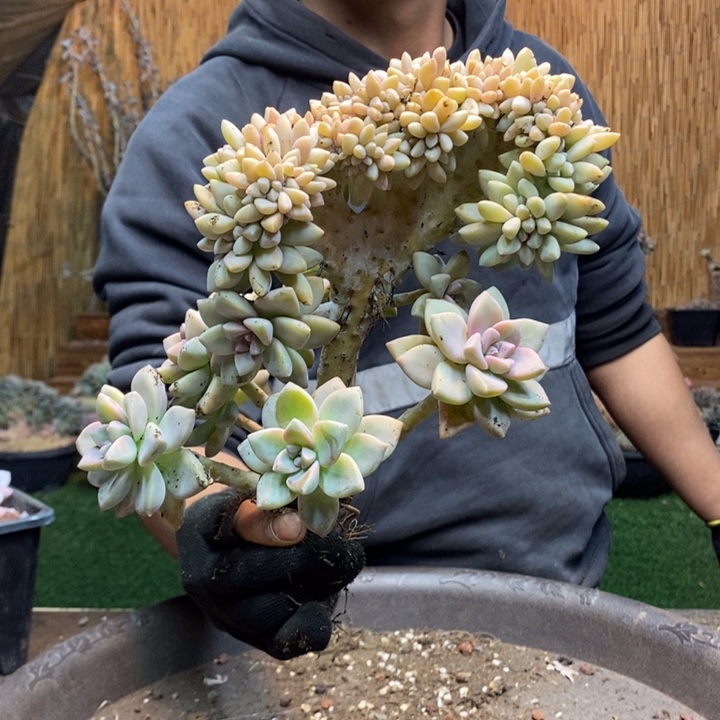 龙***哥260号淡雪多肉植物