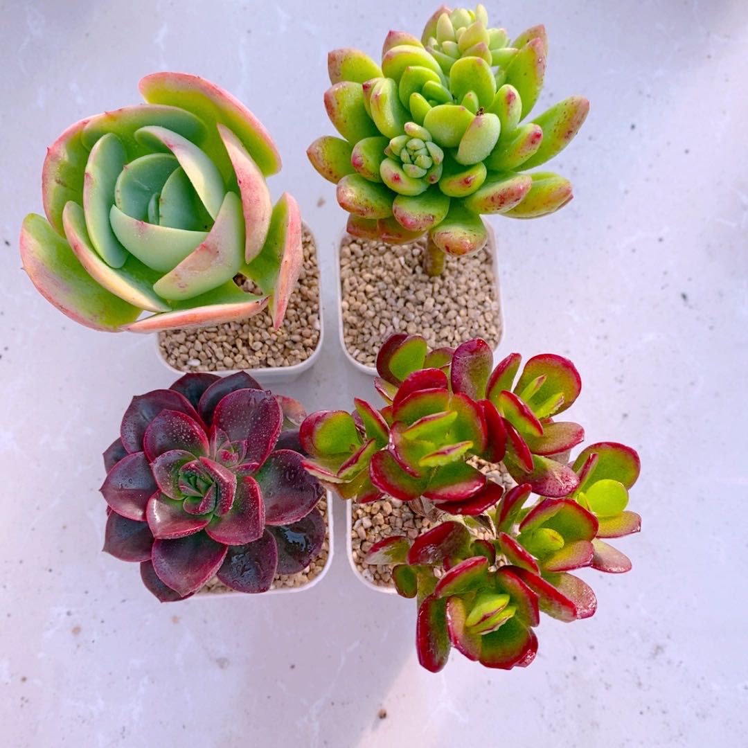  多肉植物组四碧桃 春萌 巧克力方砖 姬红花月送盆土（6厘米左右）