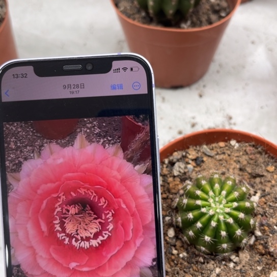 彩草507号4公分左右带根