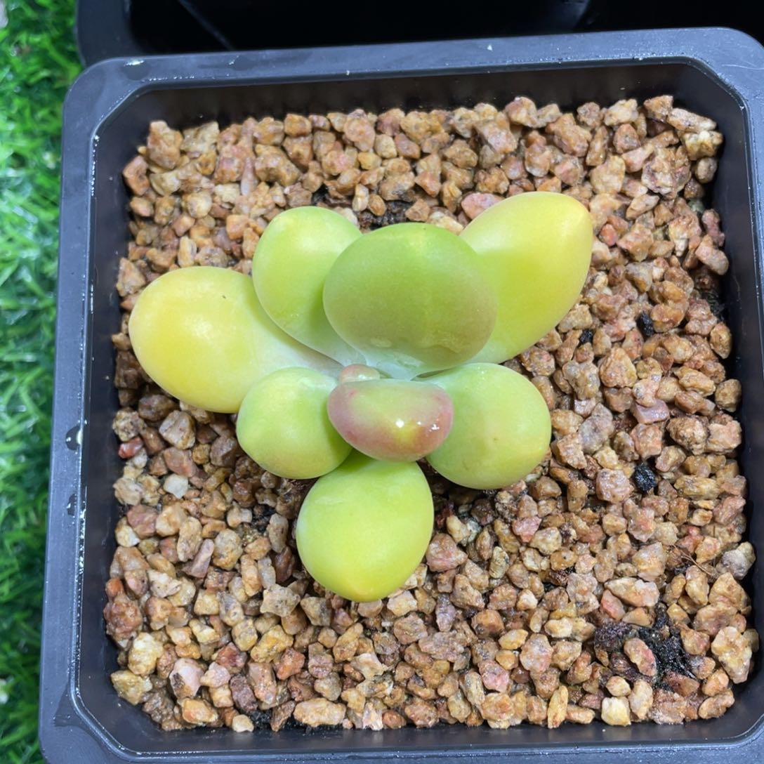 正版芒果奶多肉植物