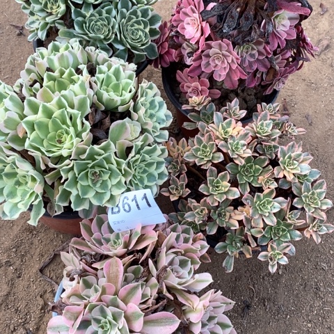 心***水611五颗法师多肉植物
