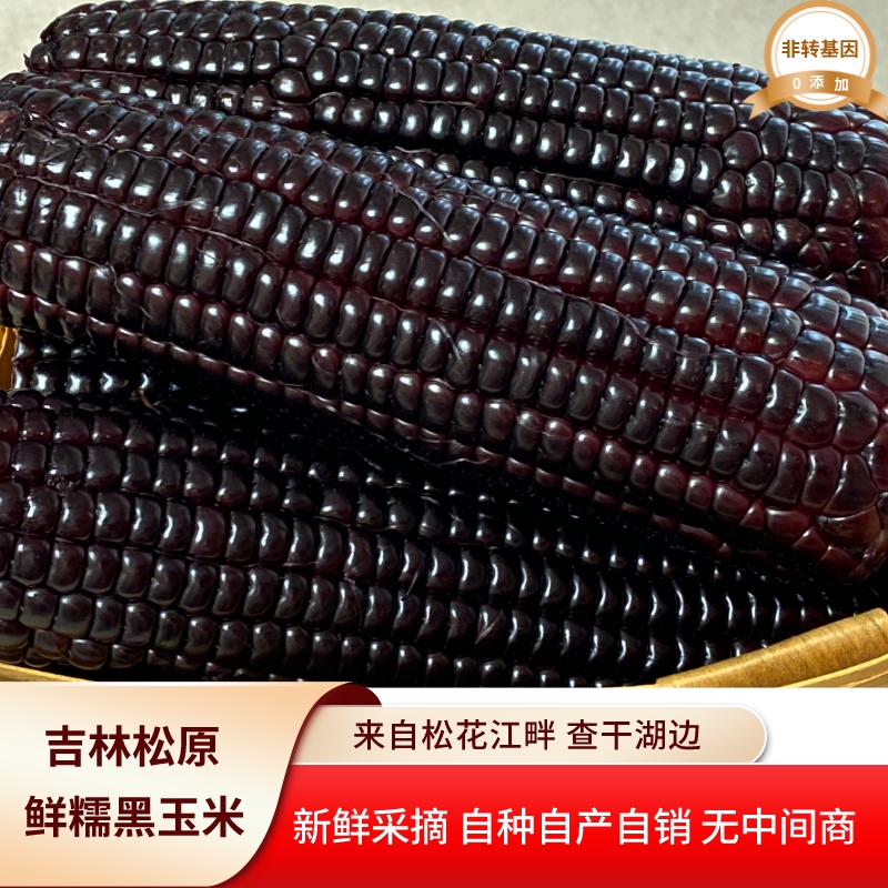 1【试吃2根】东北香甜黑糯玉米整箱10根独立包真空包装