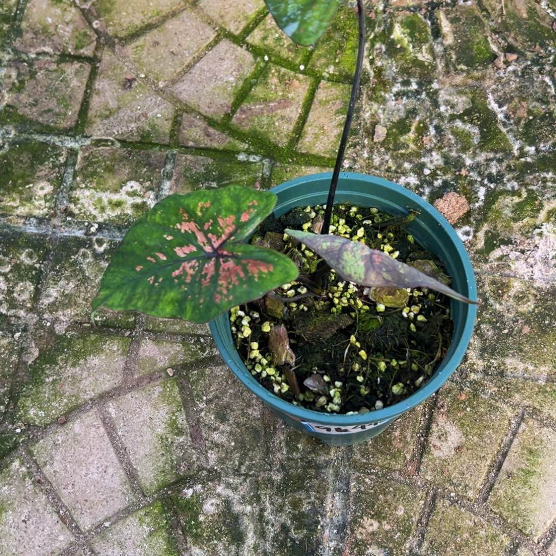 完全开放9446泰彩