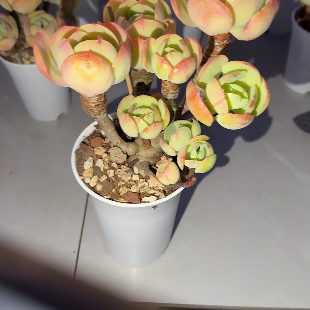 冰***冰鸡蛋碧桃多肉植物一颗