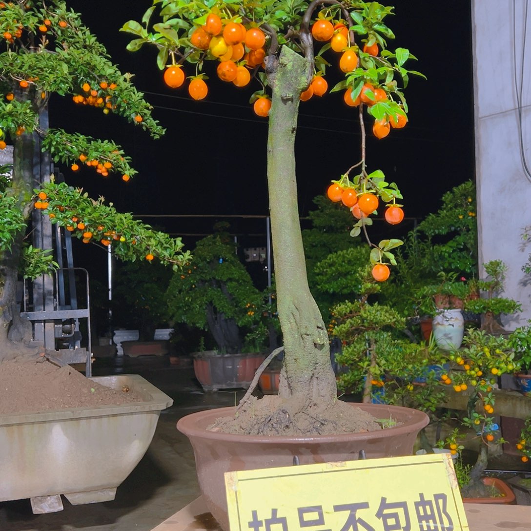 无花朵嫁接金弹子