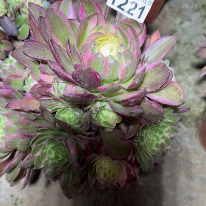 1221海鲜多肉植物