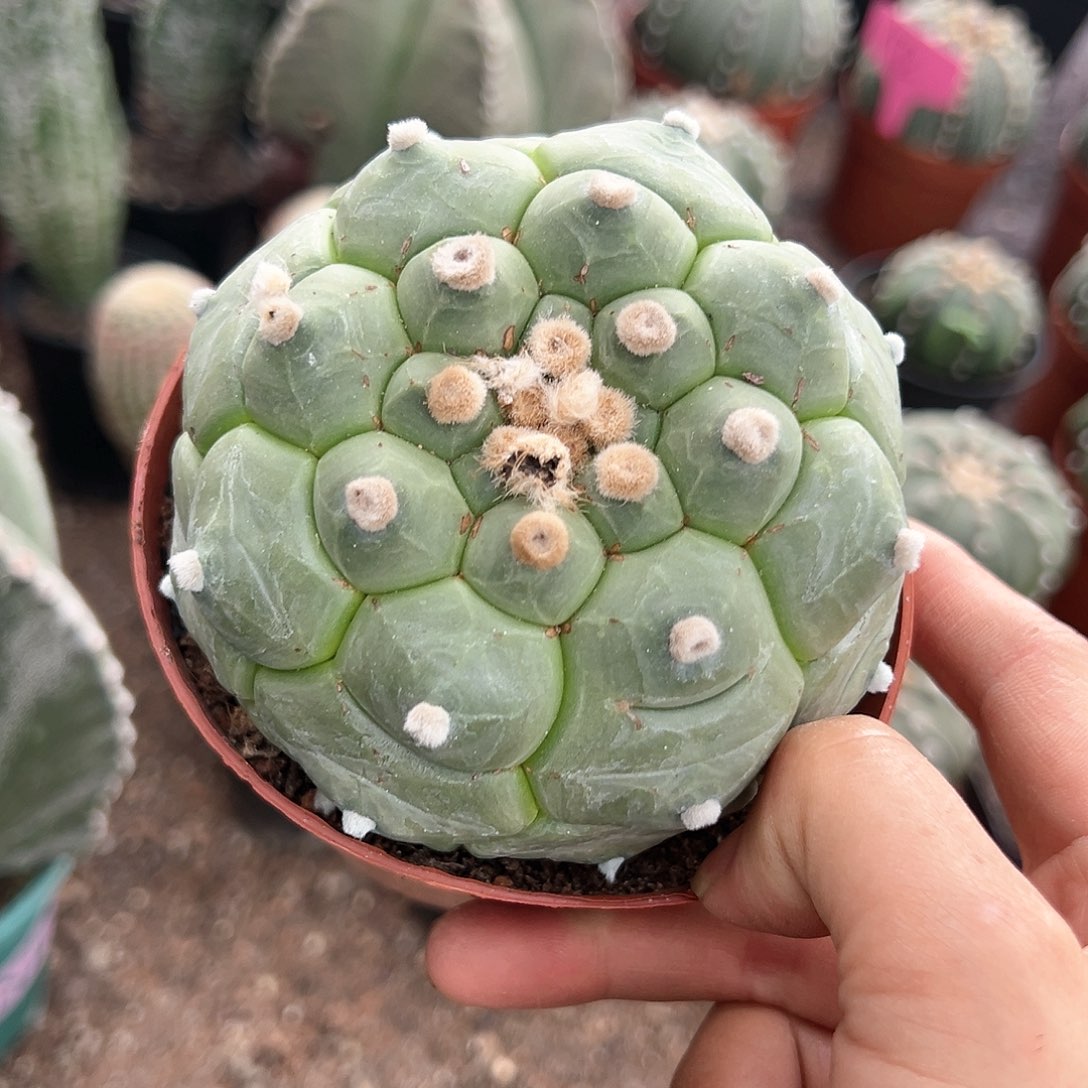 花花草草花花草草