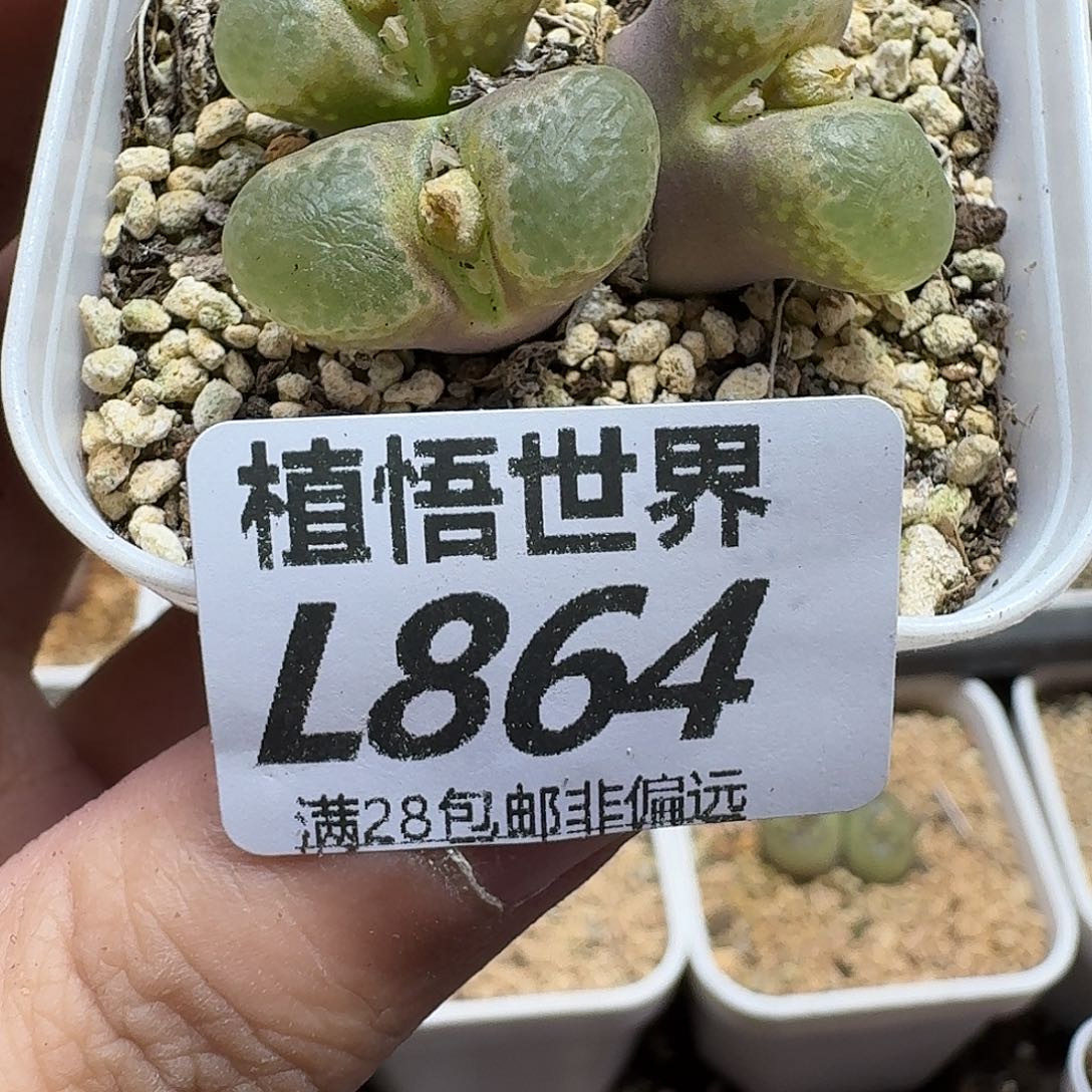 多肉植物的人生fgb