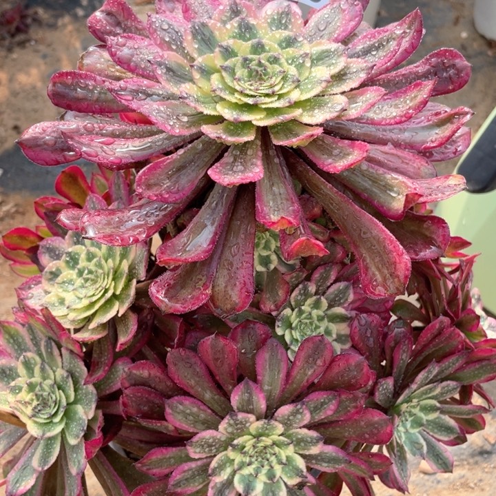 670多肉植物粉霞