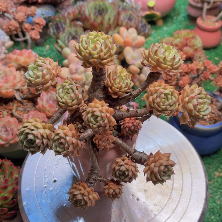 笨巴蒂斯 脱土发货