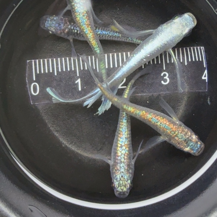 青鳉鱼混搭40号青鳉