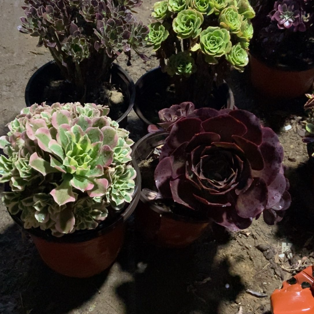 无花朵10号链接四课不重复法师