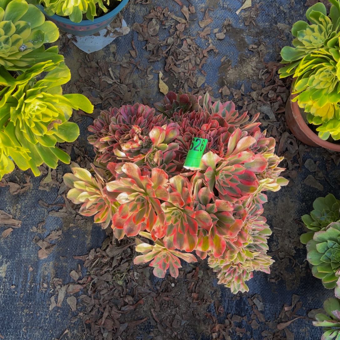 粉女郎缀化法师1-22