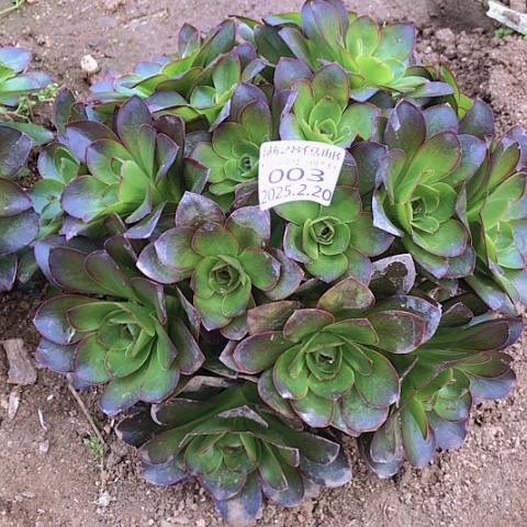 2.20-3魅金多肉植物