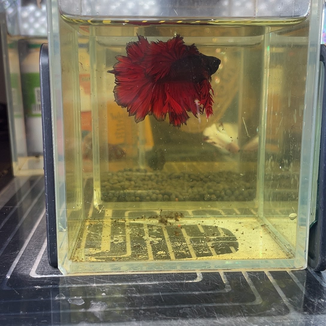 斗鱼地狱火德古拉hmpk70号