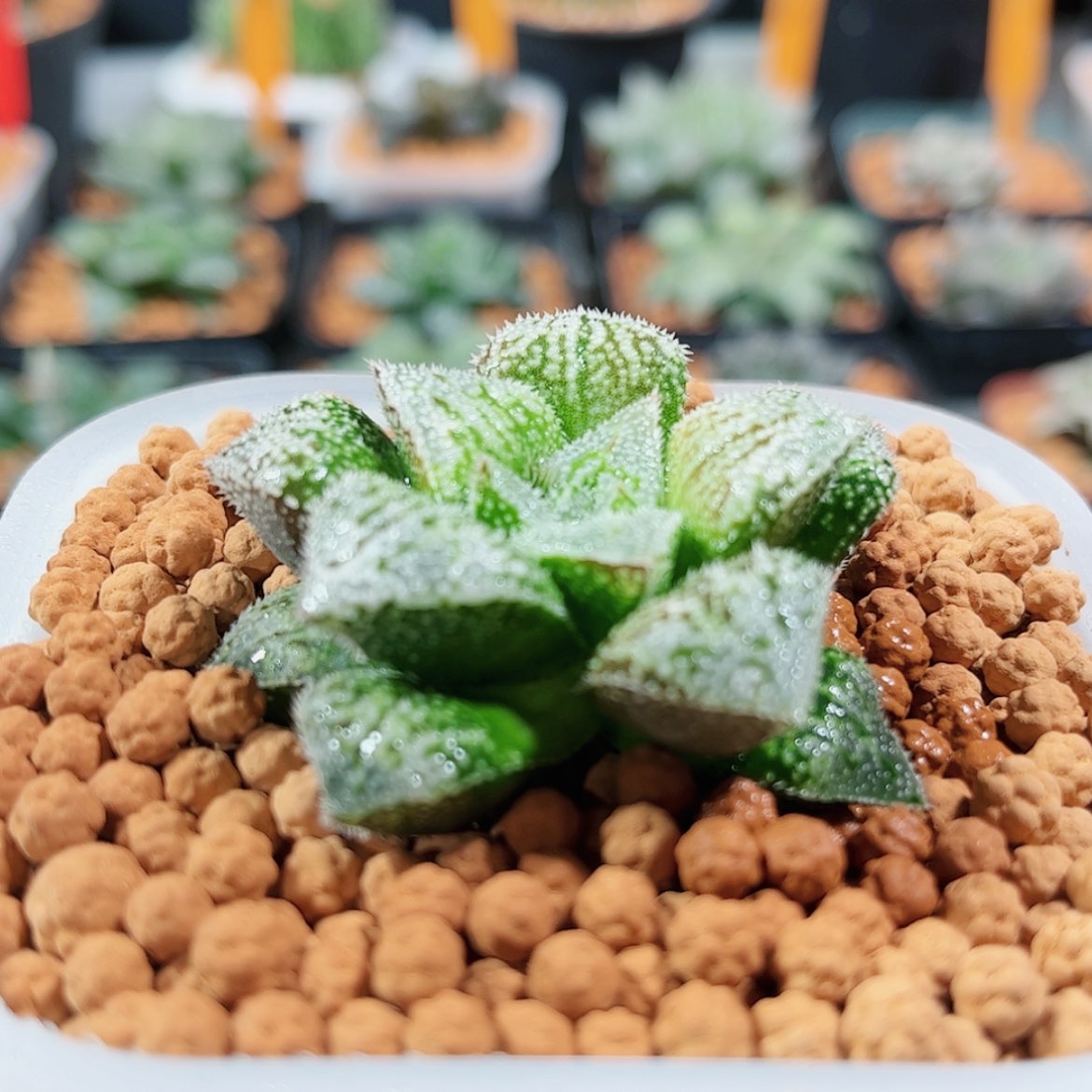 【闪购商品】实生寿