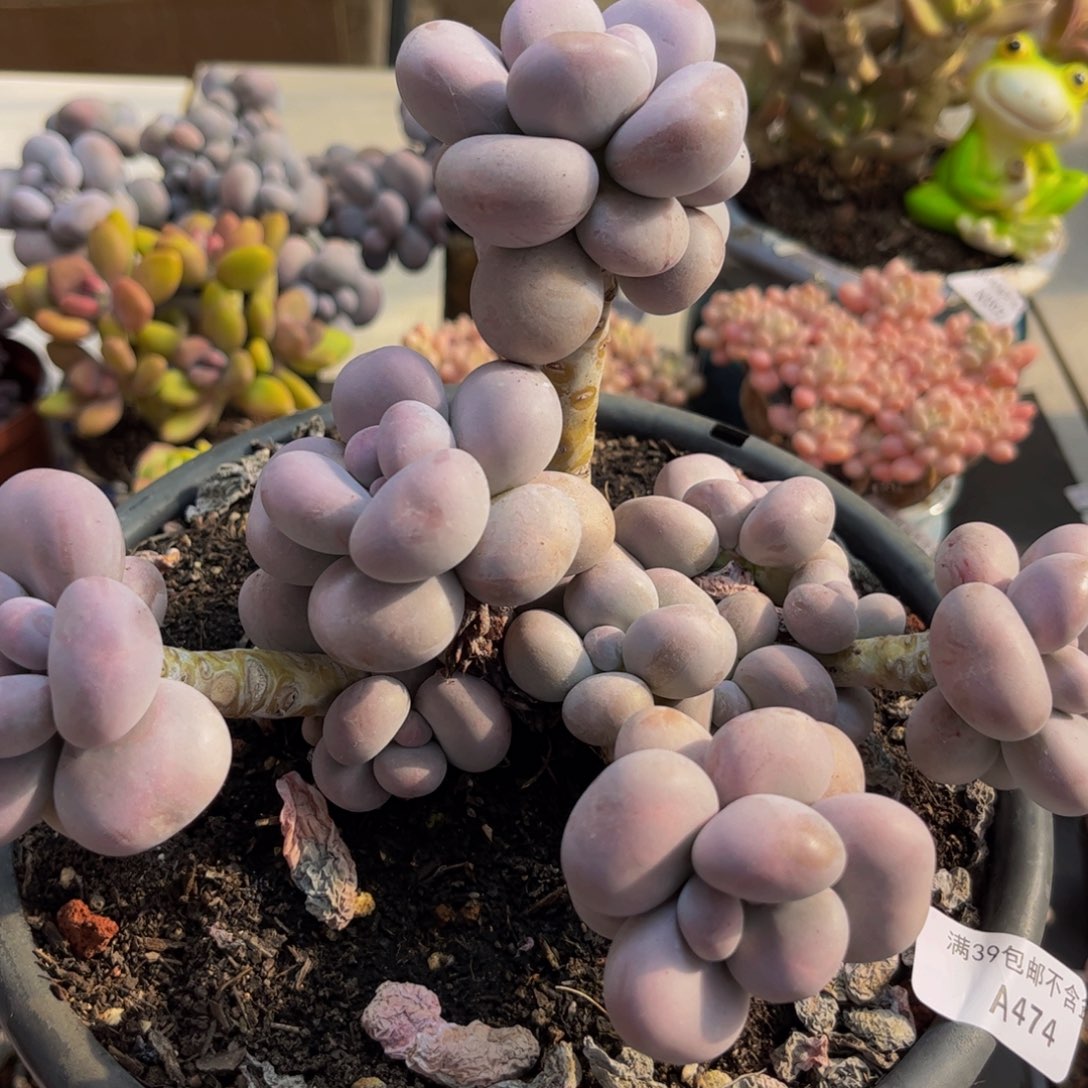 474/18cm芭比奶酪多肉植物