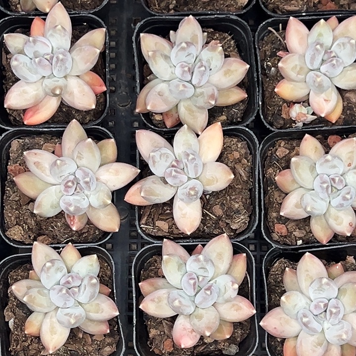 单头松果美人。  福利多多