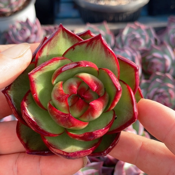 惊鸿仙子多肉植物350