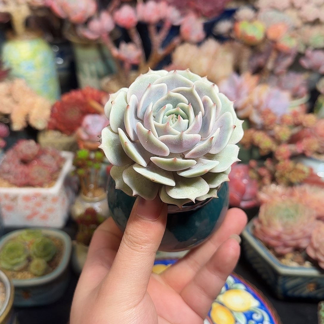 露娜莲6cm左右带盆土