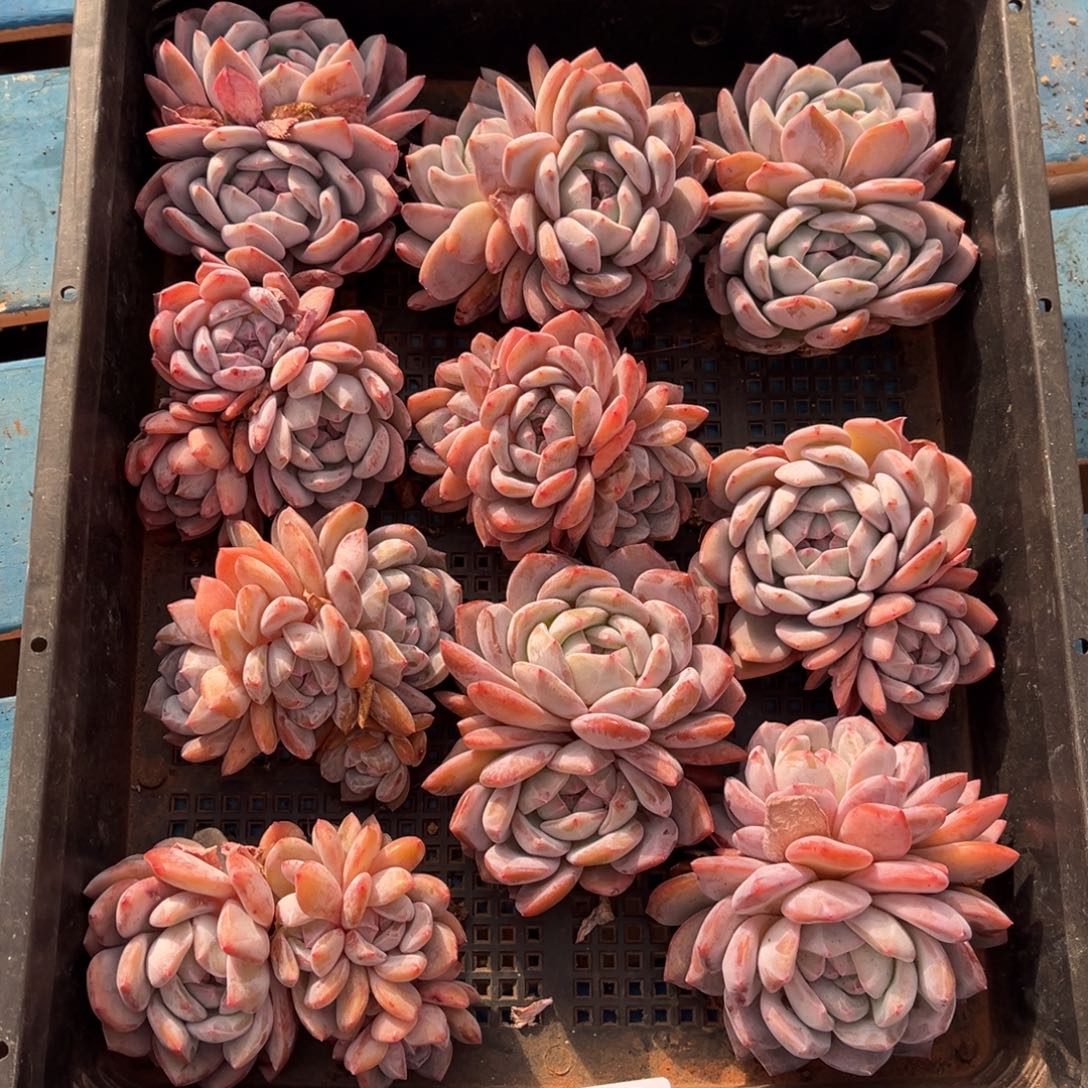 653号新疆西藏内蒙古不包邮的