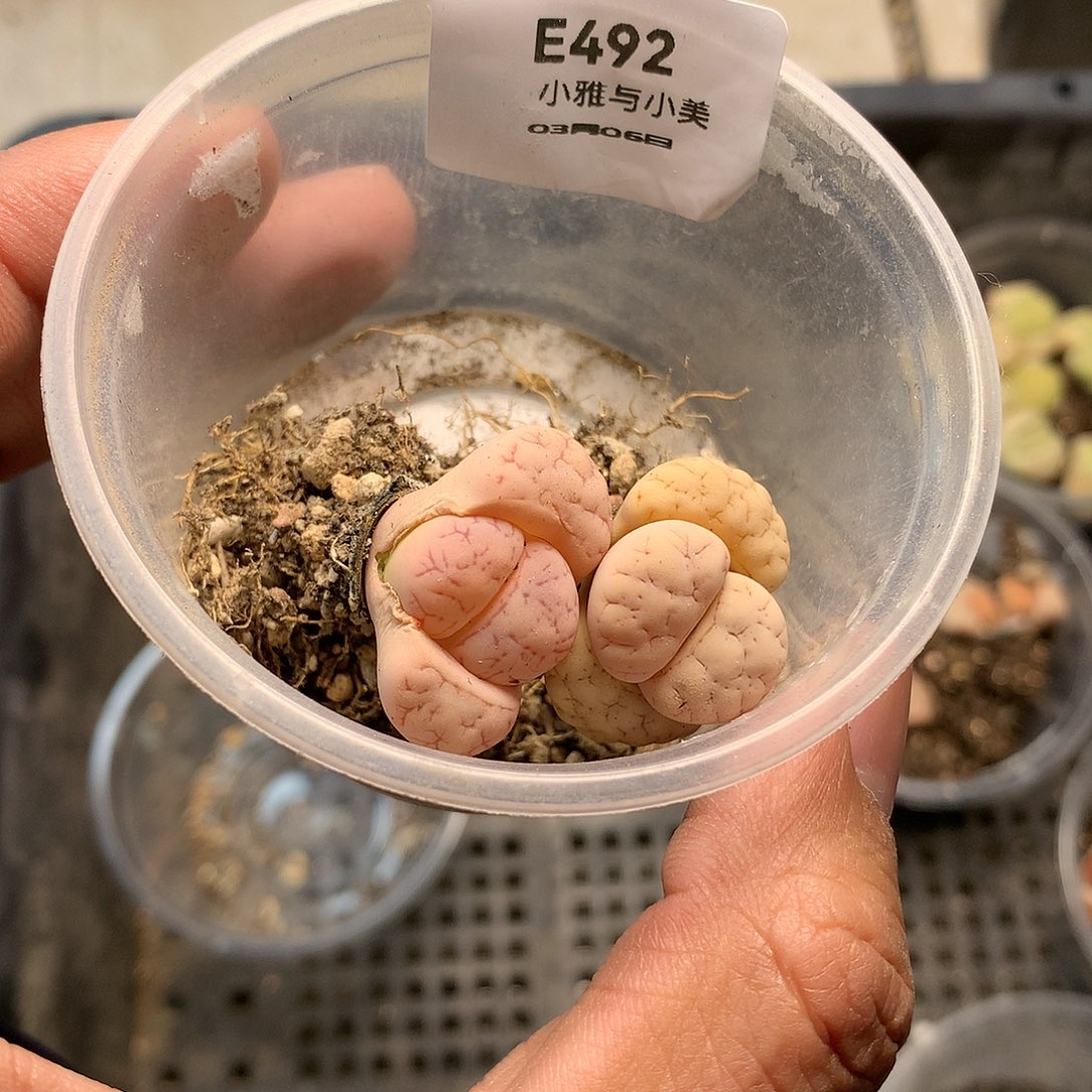 E492多肉植物保护