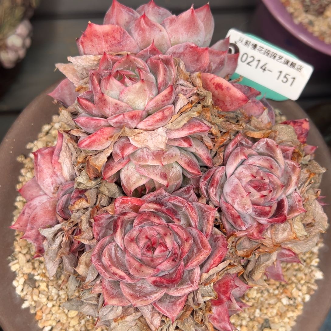 从前慢多肉精选编号0214.151