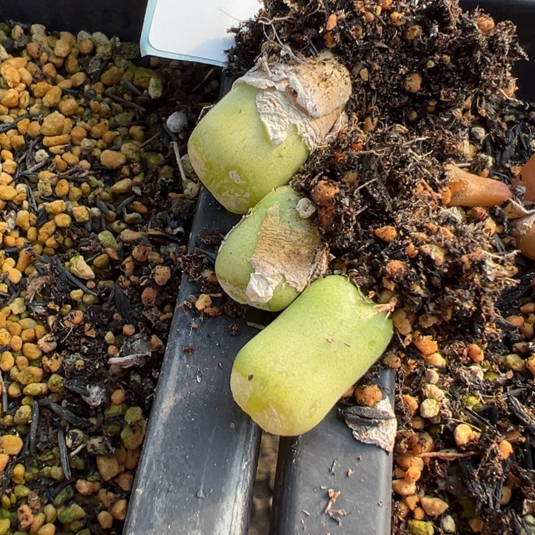 26-105肉锥多肉植物