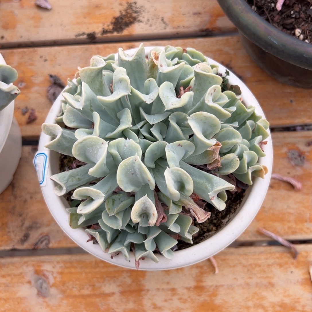 多肉特玉莲【非偏远地区满18包邮】