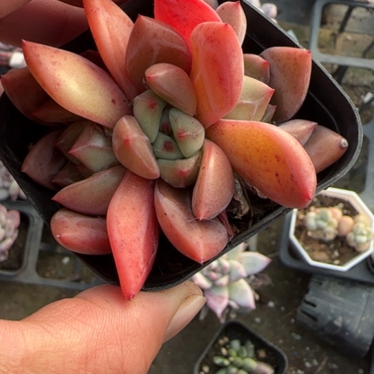 103红酒香槟多肉植物多