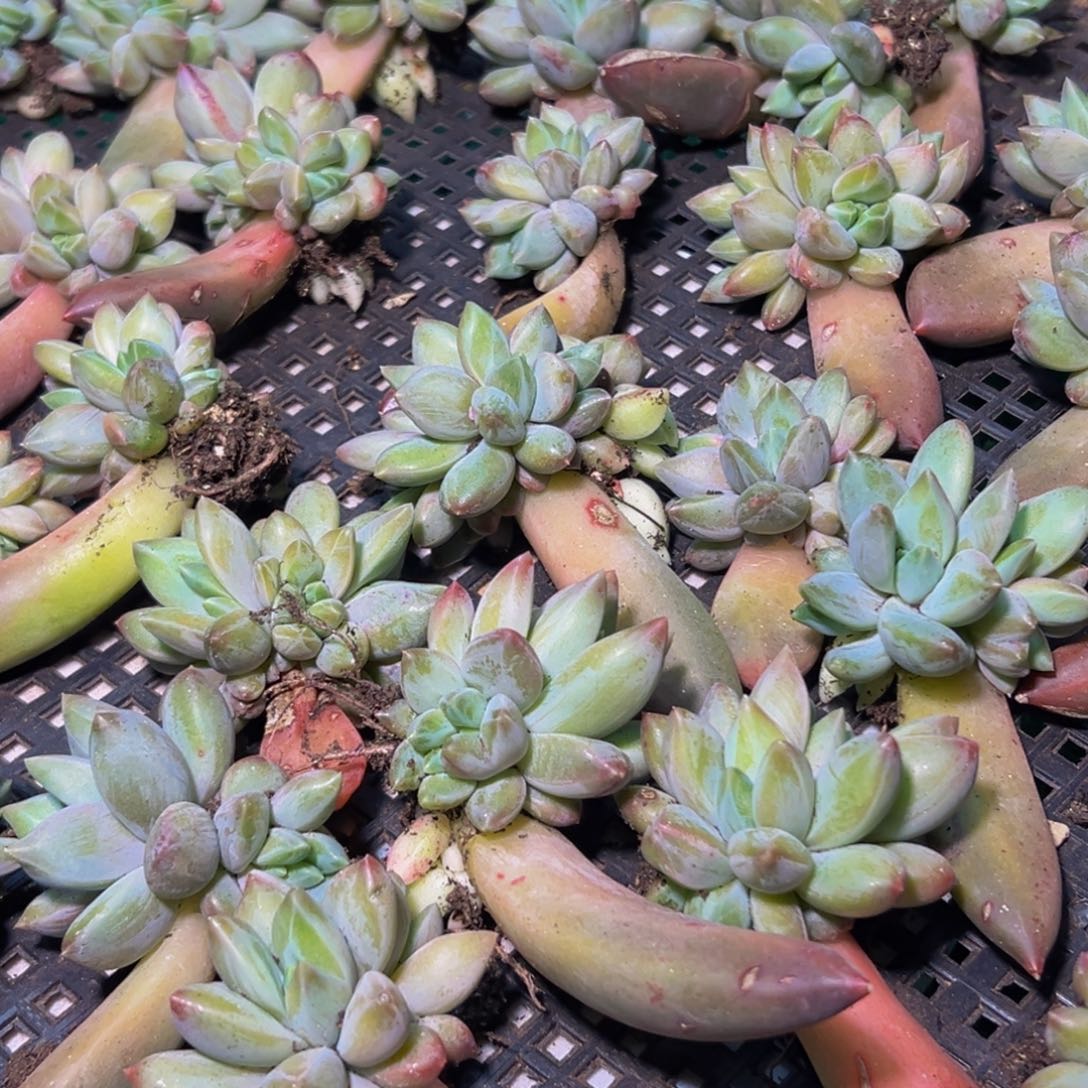 10颗美人系列多肉植物