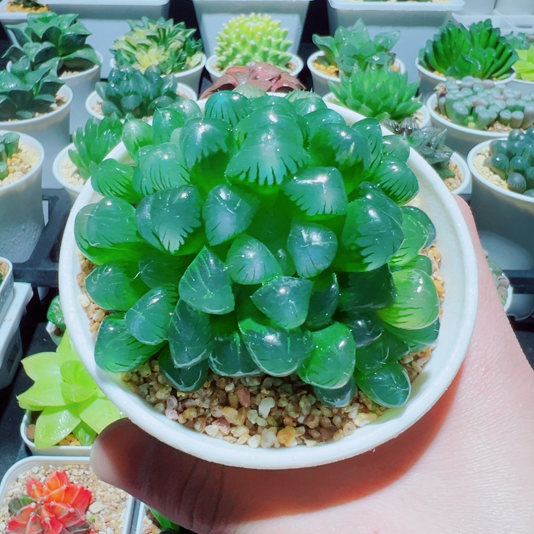 直播间，群生姬玉露，8.8，666