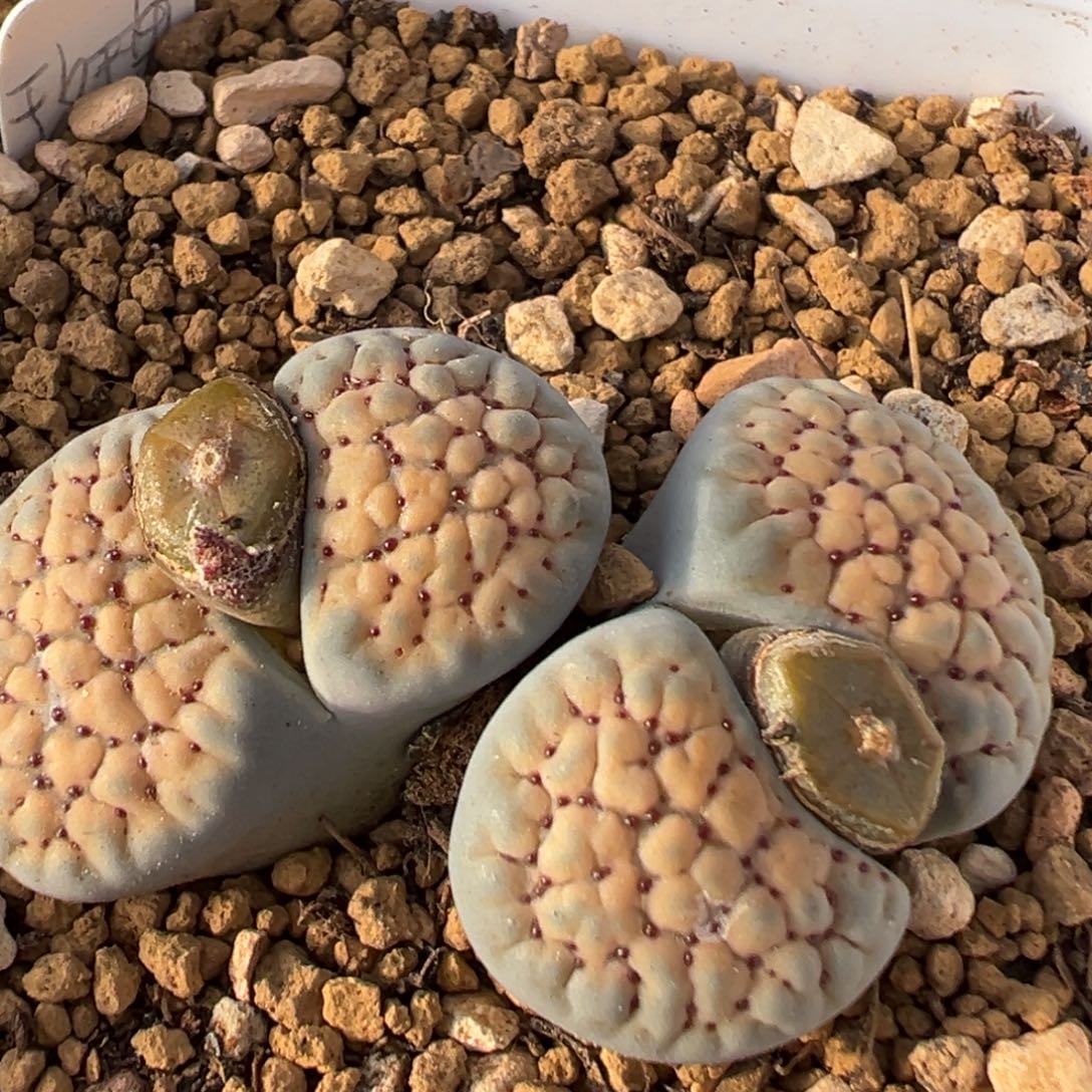 1006多肉植物德州玫瑰