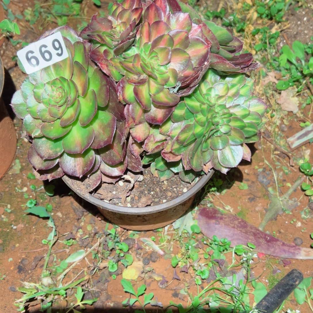 669号多肉植物法师新年福利