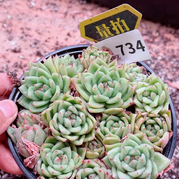 多肉植物多肉植物